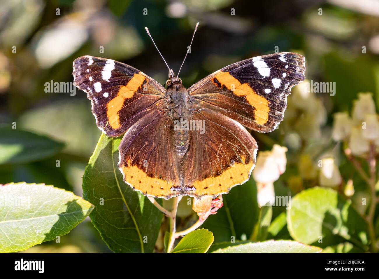 A Vanessa atalanta, l'ammiraglio rosso o, in precedenza, l'ammirevole rosso. Una farfalla di medie dimensioni ben caratterizzata con ali nere, bande rosse e w Foto Stock