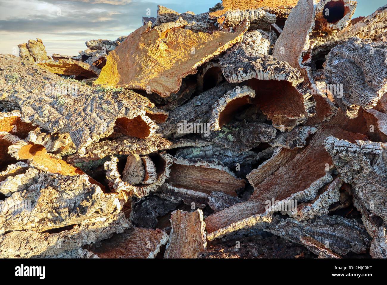 Corteccia di quercia da sughero raccolta dal tronco di quercia da sughero (Quercus suber) per la produzione industriale di tappo di sughero da vino nella regione di Alentejo presso la R Foto Stock