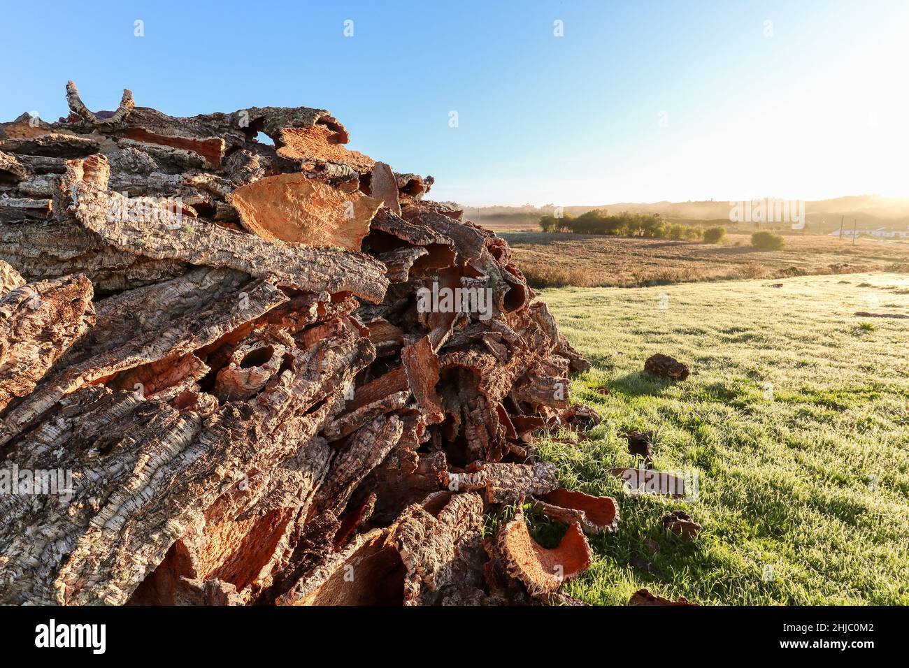 Corteccia di quercia da sughero raccolta dal tronco di quercia da sughero (Quercus suber) per la produzione industriale di tappo di sughero da vino nella regione di Alentejo presso la R Foto Stock