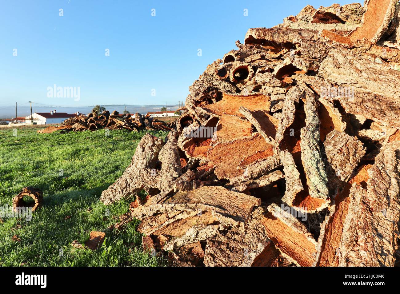 Corteccia di quercia da sughero raccolta dal tronco di quercia da sughero (Quercus suber) per la produzione industriale di tappo di sughero da vino nella regione di Alentejo presso la R Foto Stock
