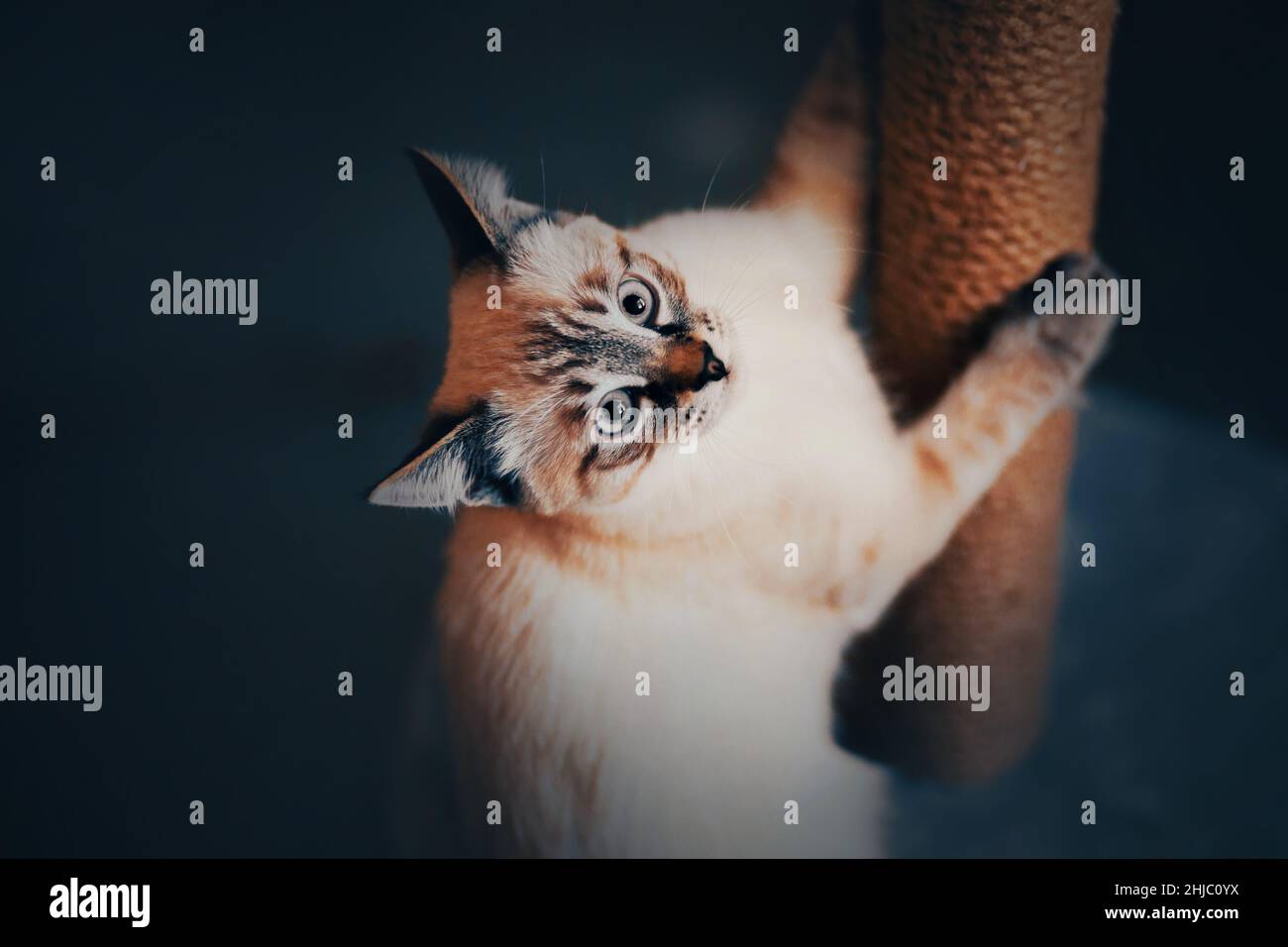 Un simpatico gattino domestico tabby affila giocosamente i suoi artigli su un palo graffiante a casa. Animale domestico preferito. Foto Stock
