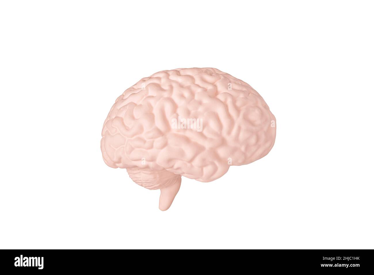 Modello emisfero destro del cervello umano isolato su sfondo bianco da vicino. Il concetto di neurochirurgia, assistenza sanitaria Foto Stock