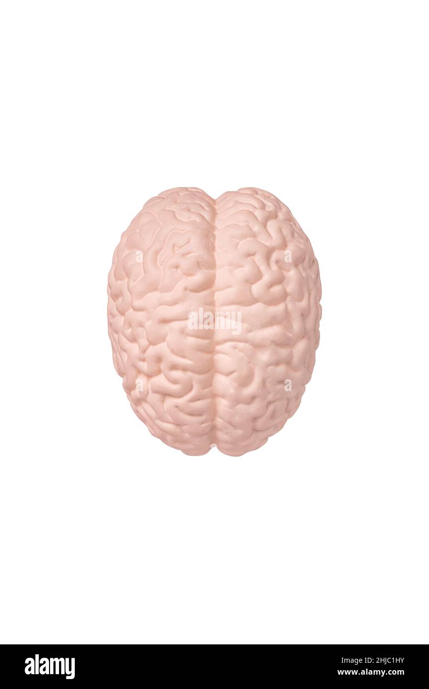 Vista dall'alto del modello cerebrale umano isolato su sfondo bianco da vicino. Il concetto di neurochirurgia, assistenza sanitaria Foto Stock