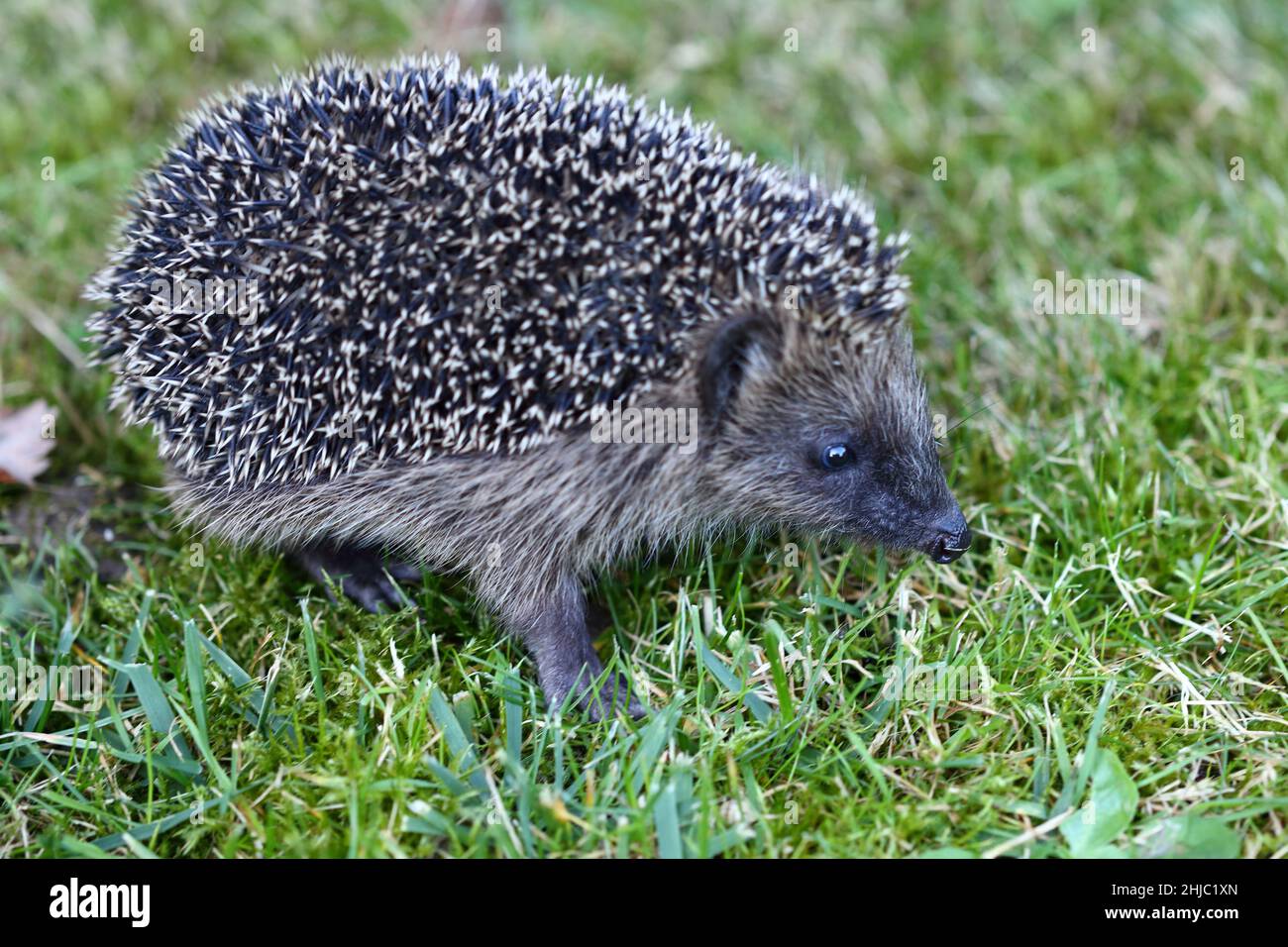 Nördlicher Weißbrustigel / hedgehog di razza bianca settentrionale / Erinaceus roumanicus Foto Stock