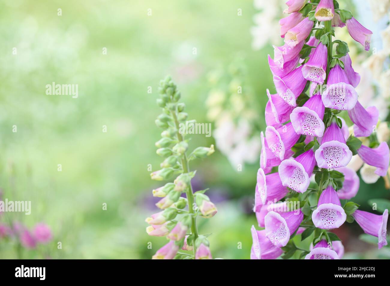 Primo piano di un fresco colore di albicocca rosa Foxglove Digitalis fiore stelo fioritura all'aperto. Messa a fuoco selettiva con profondità di campo estremamente bassa. Sfocato Foto Stock