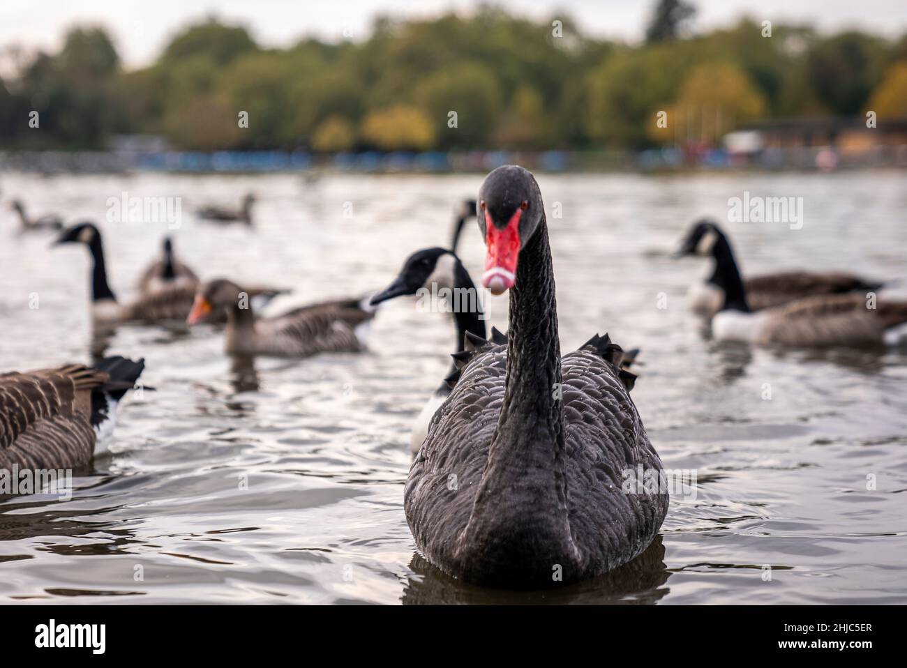 Bel cigno nero con becco rosso che galleggia sull'acqua del lago nel parco cittadino Foto Stock