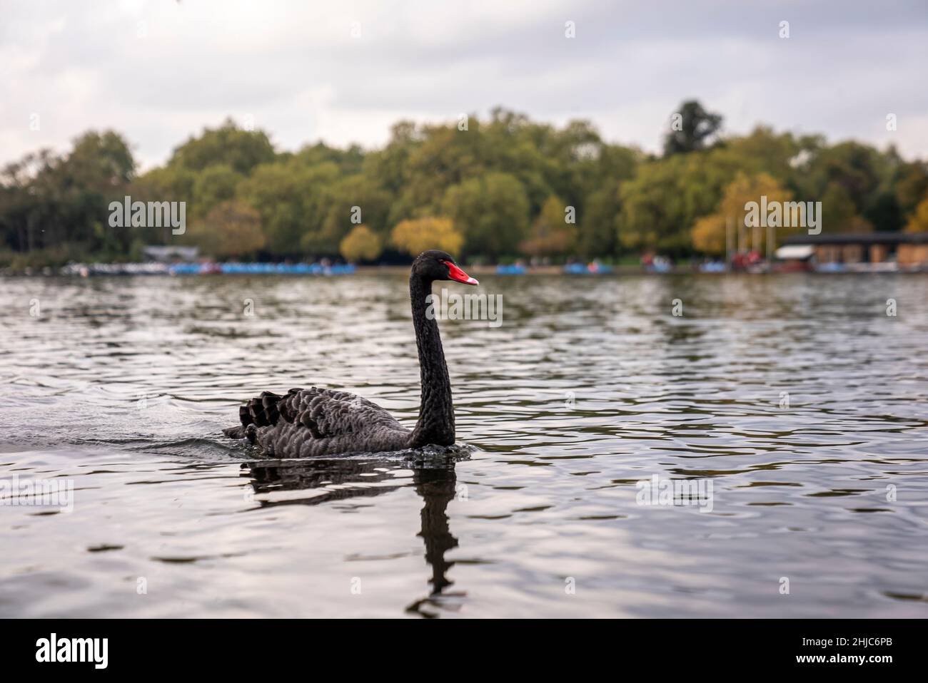 Bel cigno nero che galleggia sull'acqua del lago nel parco cittadino contro il cielo nuvoloso Foto Stock
