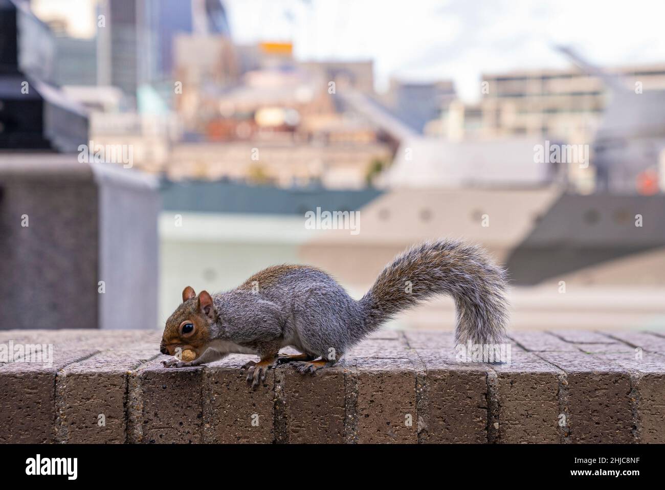 Carino piccolo scoiattolo gnaws nut mentre perching sul muro circostante Foto Stock