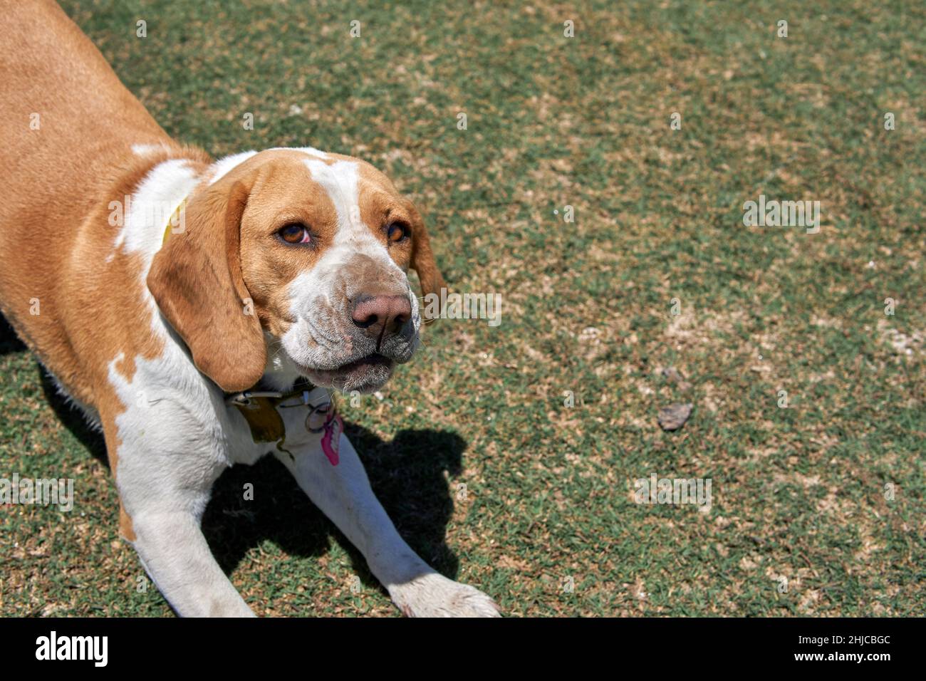Ritratto mezzo corpo di cane Beagle fissando la fotocamera che gioca in giardino. Femmina. Orizzontale e spazio di copia Foto Stock