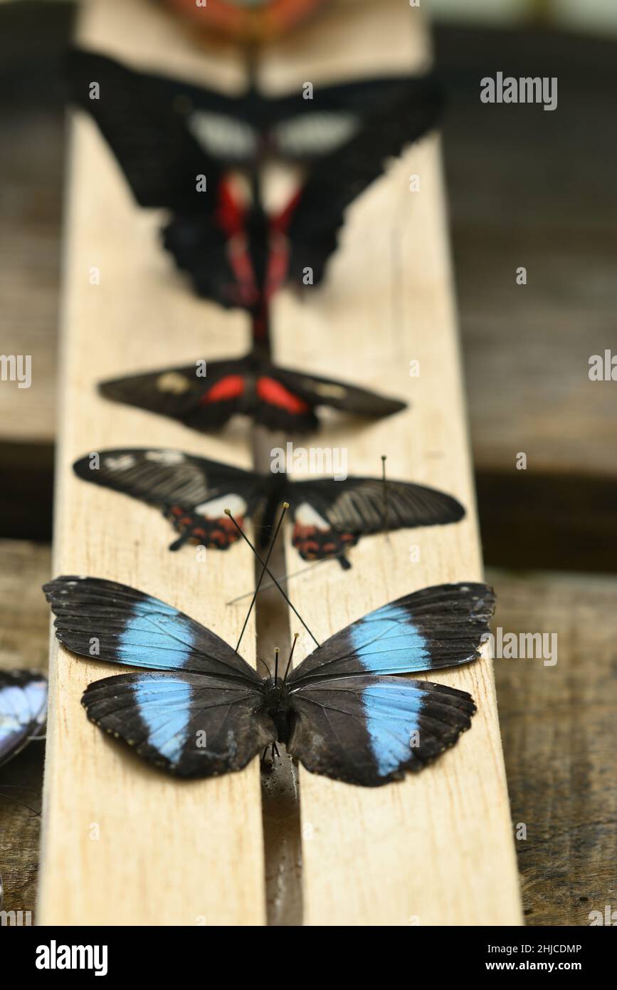 Tavola di spandimento per preparare e asciugare farfalle morte in una collezione Foto Stock