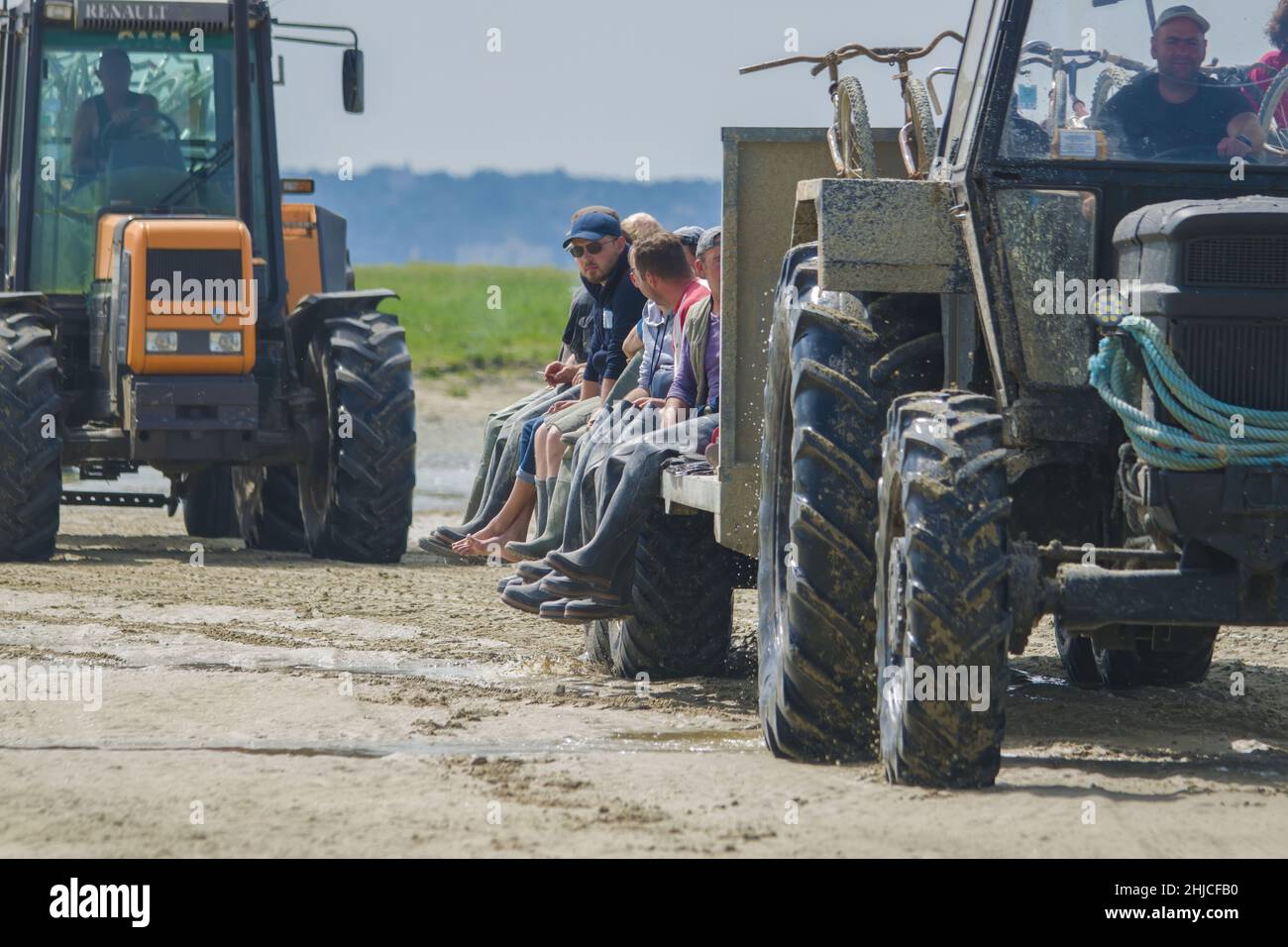 Pêche aux coques en baie de Somme, tracteurs et remorques. Pêche à professionnelle pied. Foto Stock