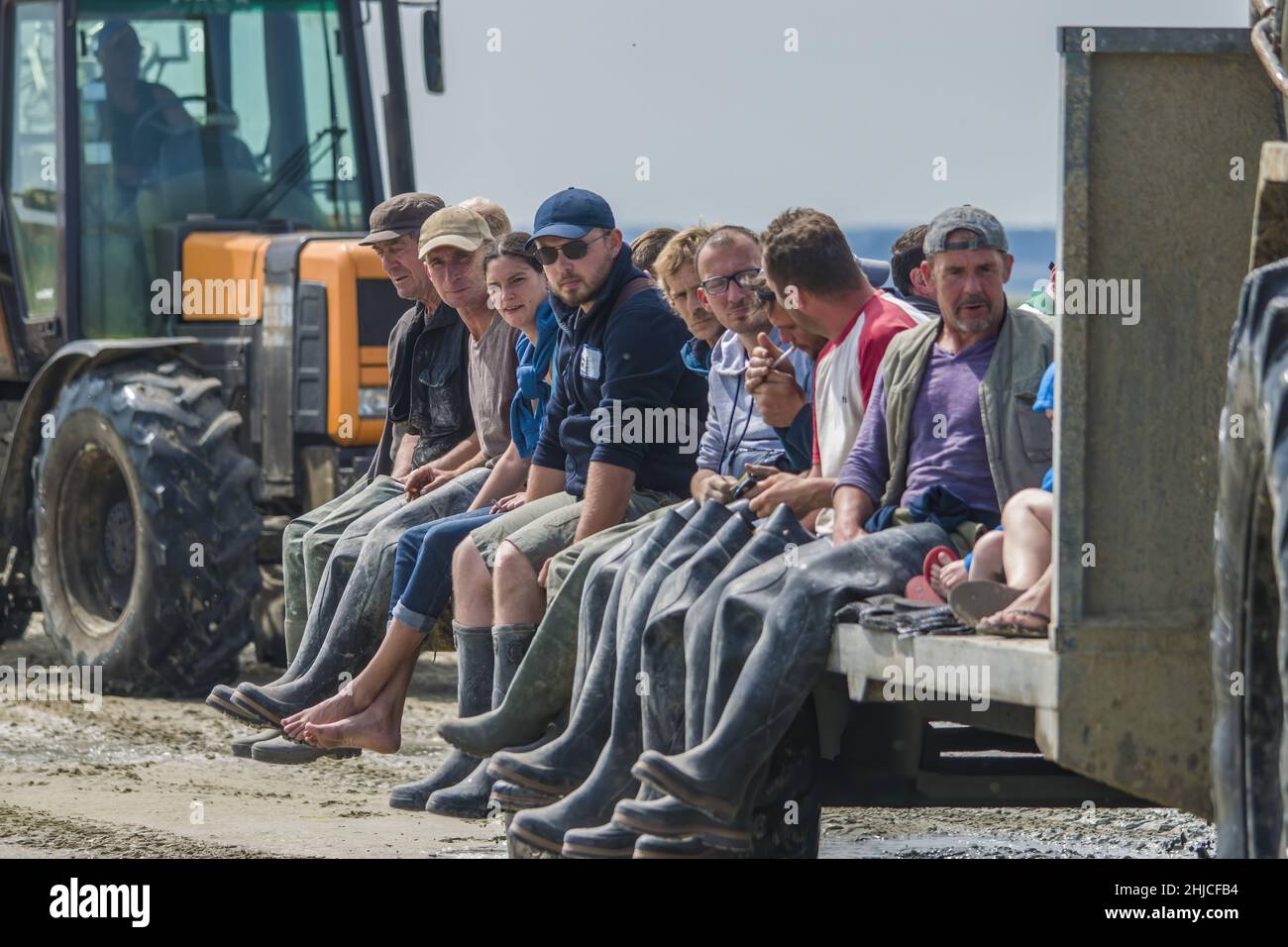 Pêche aux coques en baie de Somme, tracteurs et remorques. Pêche à professionnelle pied. Foto Stock