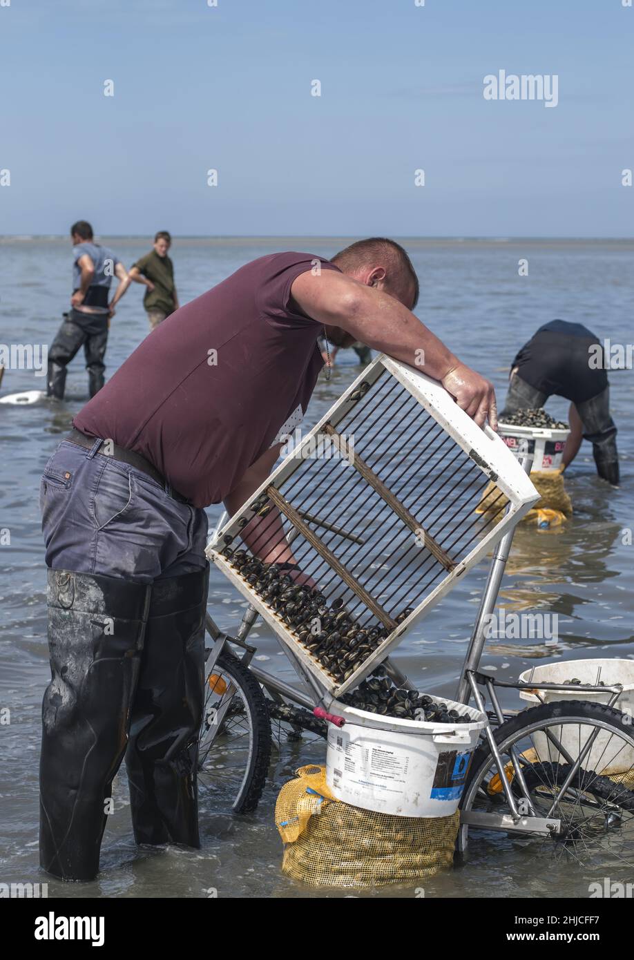 Pêche à pied en baie de Somme, coques, hénons Foto Stock