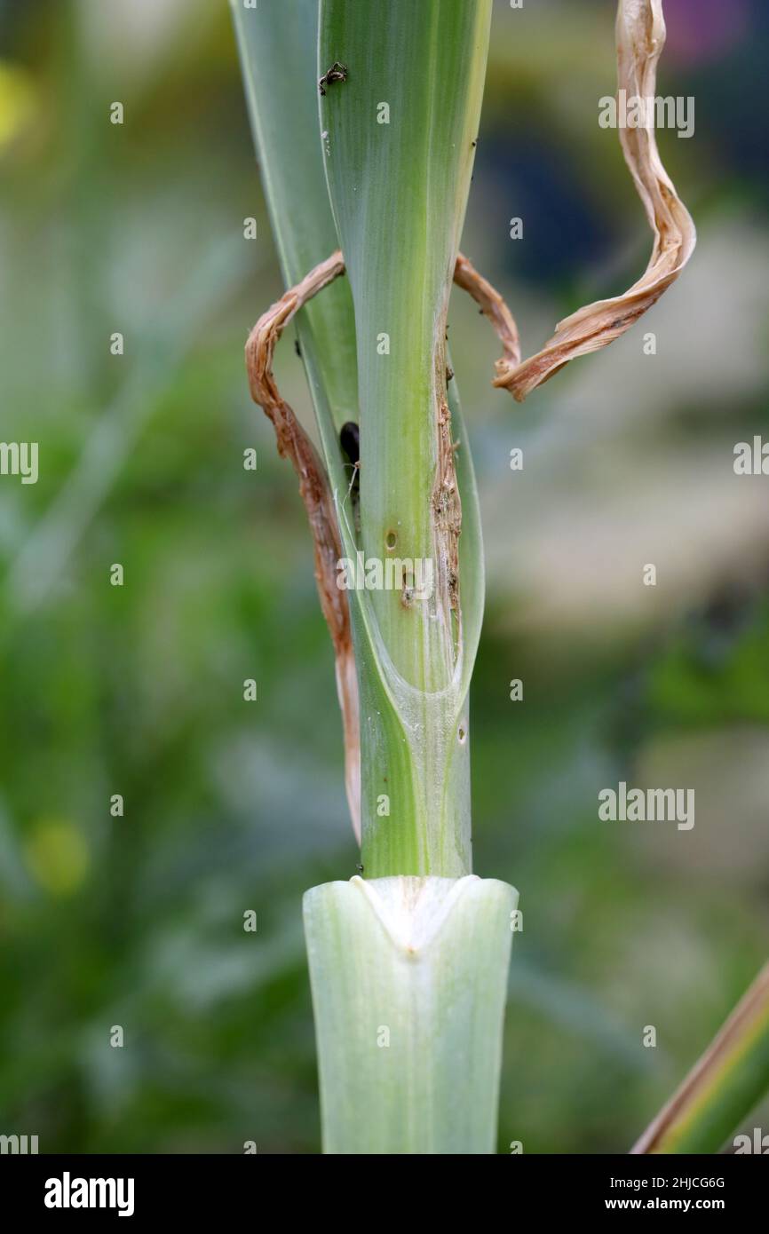 Pianta di porro danneggiata da cerpillars di porro di falena o di cipolla lamella minatore Acrolepia, Acrolepiopsis assectella famiglia Acrolepiidae. È specie invasive Foto Stock