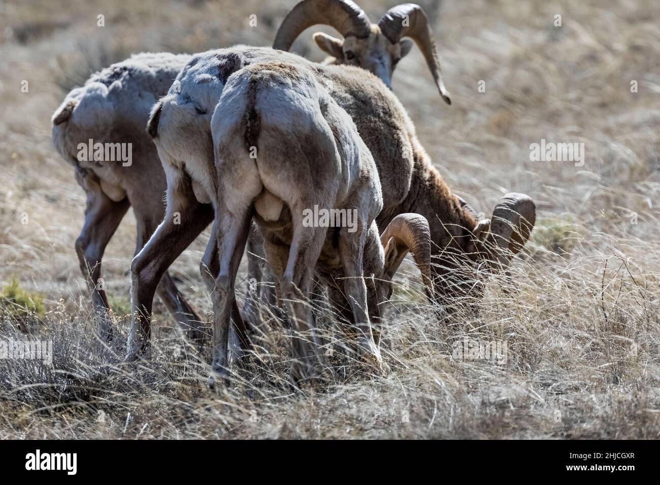 Rocky Mountain Bighorn Sheep, Ovis canadensis, nel National Elk Refuge, Jackson Hole, Wyoming, USA Foto Stock