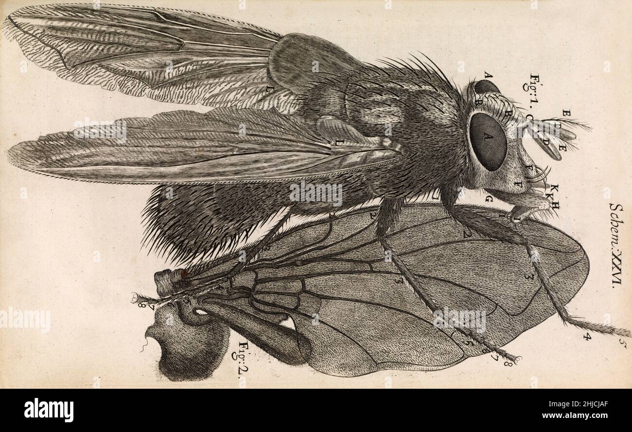 Incisione di una mosca blu ingrandita di Robert Hooke, 1665. Hooke (1635-1703) è stato curatore di esperimenti presso la Royal Microscopical Society di Londra, fondata nel 1660. Ha utilizzato un microscopio composto per visualizzare un'ampia gamma di campioni, poi ha disegnato e pubblicato i risultati delle sue osservazioni notevolmente dettagliate. Alcune delle illustrazioni di Micrographia sono state presumibilmente realizzate da Christopher Wren, l'architetto. Hooke è ricordato meglio per la sua scoperta dell'unità fondamentale della vita, la cella, sulla base delle sue osservazioni di una sezione di sughero. Foto Stock