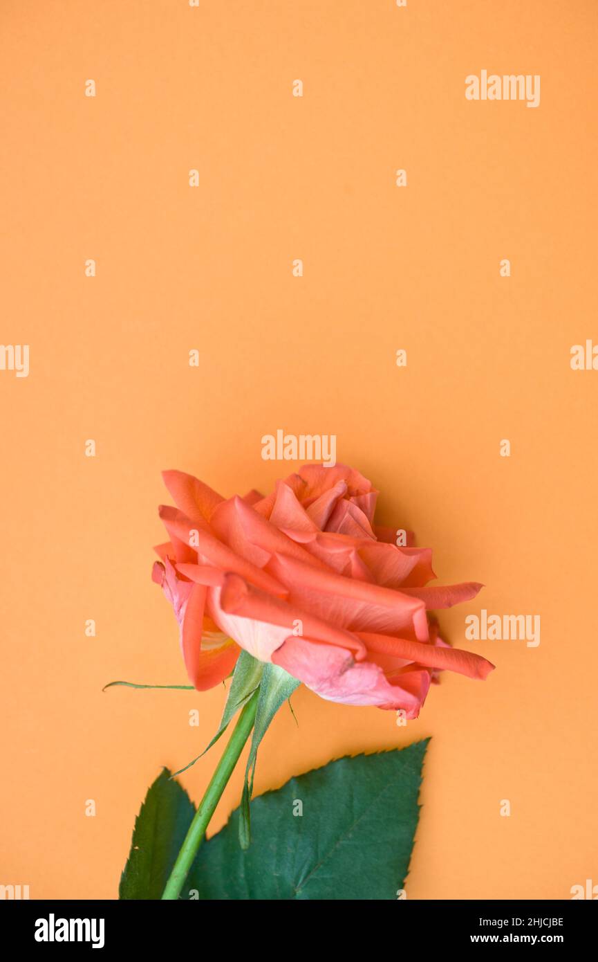 Colore salmone rose Foto Stock