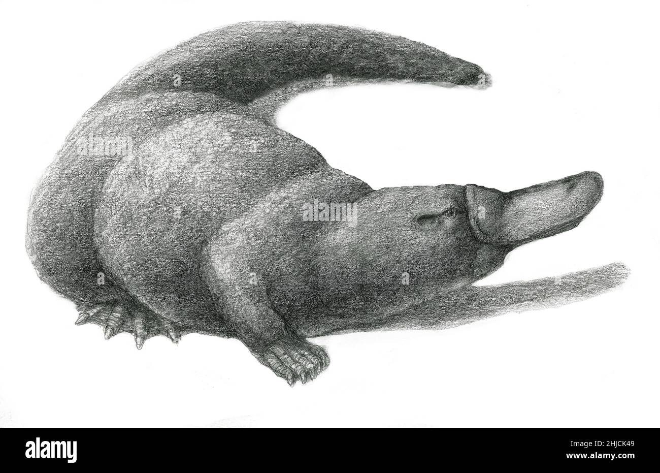 Illustrazione di un piatto di duckbill, Ornithorhynchus anatinus, un mammifero semi-acquatico endemico dell'Australia orientale e della Tasmania. Insieme alle quattro specie di echidna, è una delle cinque specie di monotrema, mammiferi che depongono le uova. Uno sperone sulle gambe posteriori dei maschi è usato per trasportare un veleno. Foto Stock