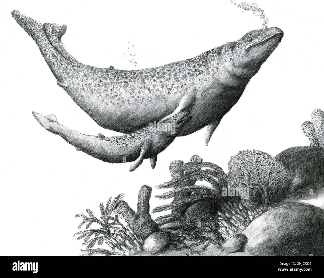 Dorudon ('pera-dente') era un genere di cetacei antico che visse da 41 a 33 milioni di anni fa, nell'Eocene. Erano lunghi circa cinque metri (16 piedi) ed erano molto probabilmente carnivori, nutrendo piccoli pesci e molluschi. Dorudontines viveva in mari caldi in tutto il mondo. Foto Stock