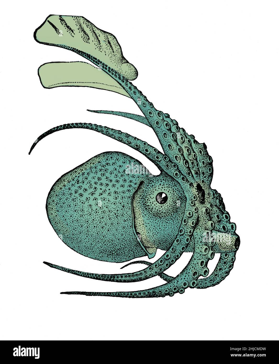 Argonauta argo, noto anche come argonauta maggiore, è una specie di polpo pelagico appartenente al genere Argonauta. Argonauta argo è cosmopolita e si trova in acque tropicali e subtropicali di tutto il mondo. Colore ottimizzato. Foto Stock