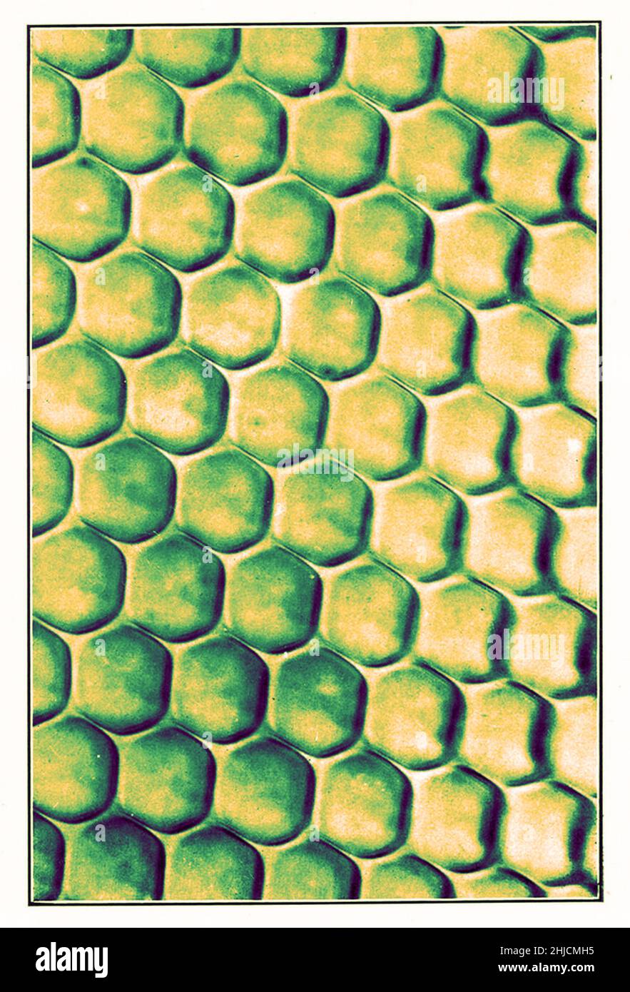 Porzione dell'occhio del coleottero. Ingrandimento: 550x. Fotomicrografia realizzata da Arthur e Smith nei primi anni del 1900, utilizzando un microscopio e una macchina fotografica combinati. Nel 1904, la Royal Society di Londra espone al pubblico una serie di fotomicrografie di Smith. Sono stati successivamente pubblicati nel 1909 in un libro intitolato 'natura attraverso microscopio & fotocamera.' Sono stati i primi esempi di fotomicroscopia che molti avevano mai visto. Foto Stock