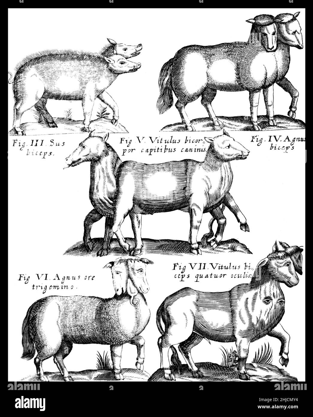 Polycephaly è una condizione di avere più di una testa, e comprende bicefaly e dicephaly (entrambi riferendosi a due-testa). In termini medici questi sono tutti disturbi cefalici congeniti. Gli animali policefali spesso fanno i titoli di notizie locali quando trovati. Ogni testa di un animale policefalico ha il proprio cervello, e in qualche modo condividono il controllo degli organi e degli arti, anche se la struttura specifica delle connessioni varia. Foto Stock