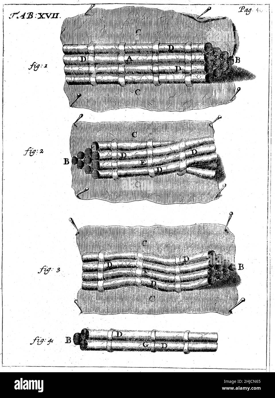 Illustrazione delle fibre nervose raffigurate come tubi. Da 'Tractatus phyfisico-medicus de homine,' di T. Craanen. Pubblicato nel 1689. Una fibra nervosa è un'estensione filiforme di una cellula nervosa ed è costituita da una guaina di axon e mielina (se presente) nel sistema nervoso. Foto Stock