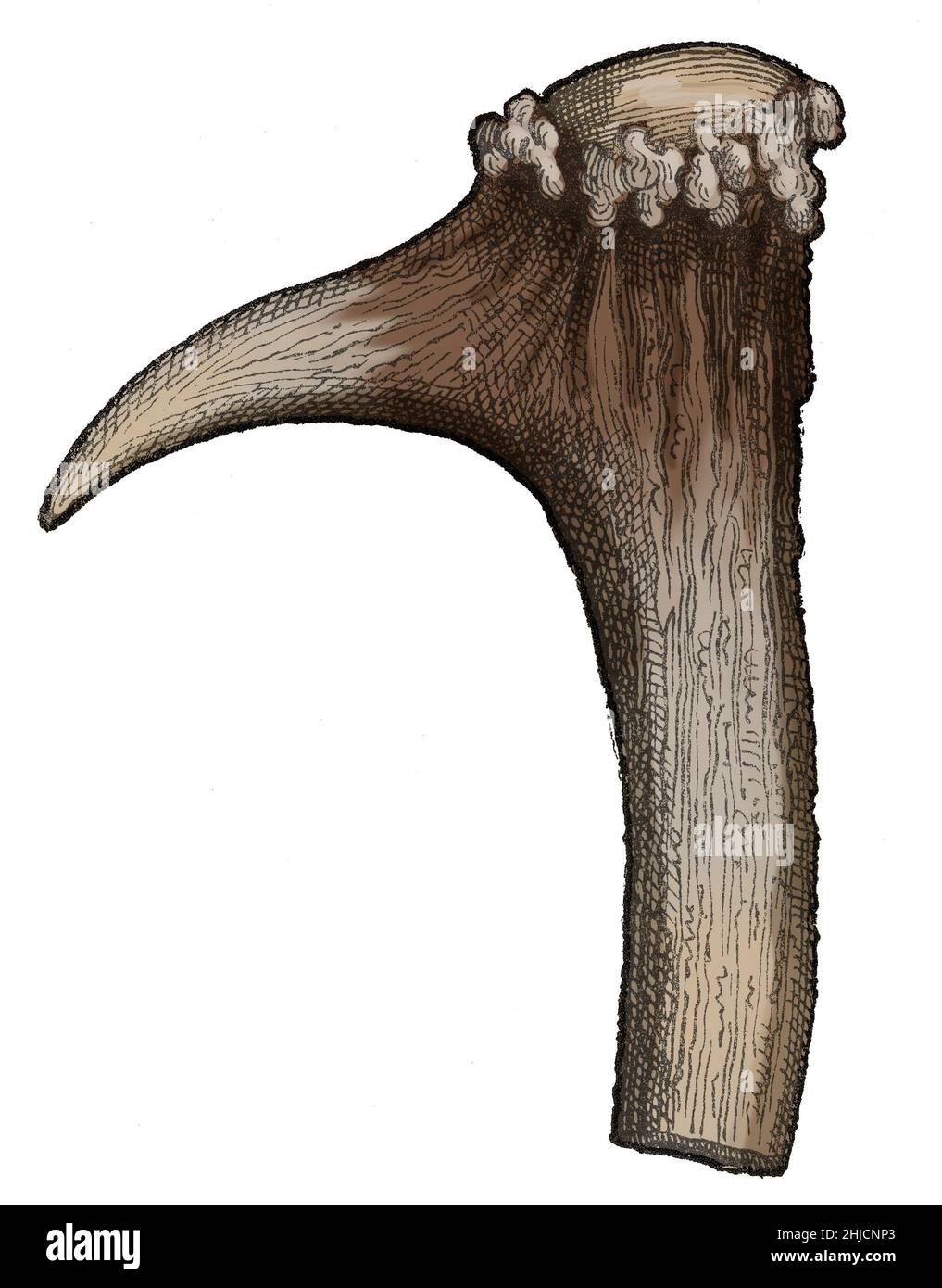Strumento da giardinaggio realizzato con lo staghorn dall'illustrazione di Boucher de Perthes. Jacques Boucher de Crèvecoeur de Perthes (10 settembre 1788 – 5 agosto 1868) è stato un archeologo e antiquario francese noto per la sua scoperta, nel 1830, di strumenti di selce nelle tombe della valle della Somme. Oggi gli assi di mano del distretto di Somme River sono ampiamente accettati per essere almeno 500,000 anni e quindi il prodotto delle popolazioni Neanderthal, mentre alcune autorità pensano che possono essere vecchi come un milione di anni e quindi associati con Homo erectus. Immagine tratta dall'uomo primitivo di Louis Figuier, 187 Foto Stock