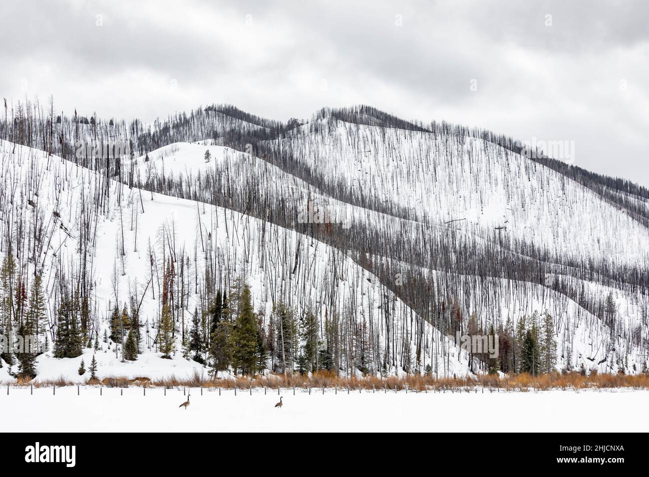 Lodgepole Pine, Pinus contorta, rees ucciso da un incendio nella foresta o vicino al Grand Teton National Park, Wyoming, USA Foto Stock
