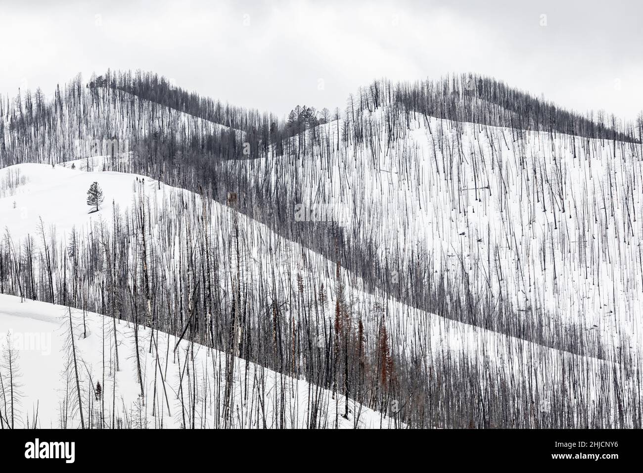 Lodgepole Pine, Pinus contorta, rees ucciso da un incendio nella foresta o vicino al Grand Teton National Park, Wyoming, USA Foto Stock