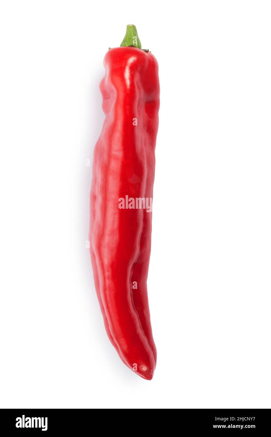Scatto da studio di un singolo peperone jalapeño tagliato su uno sfondo bianco - John Gollop Foto Stock