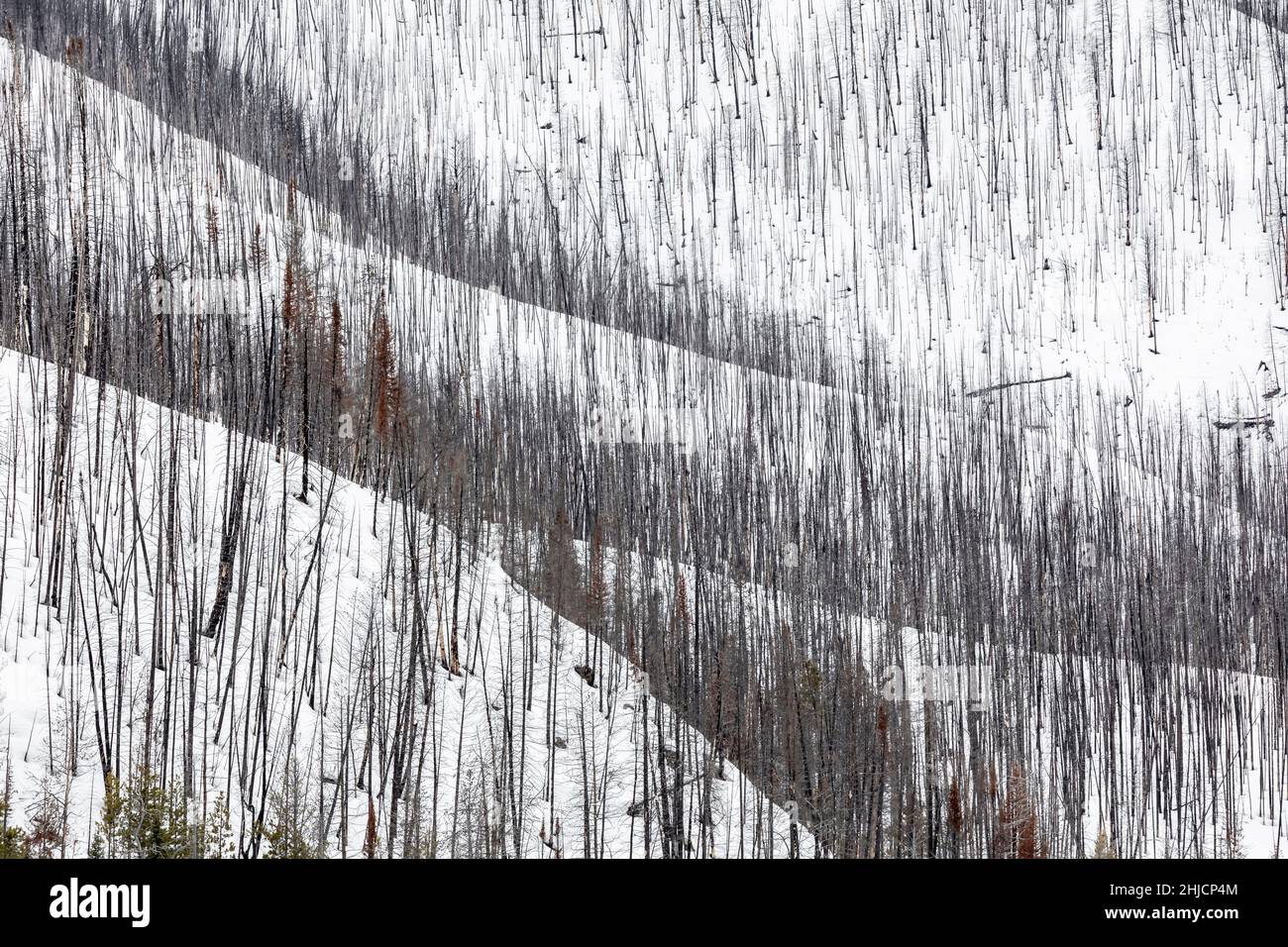 Lodgepole Pine, Pinus contorta, rees ucciso da un incendio nella foresta o vicino al Grand Teton National Park, Wyoming, USA Foto Stock