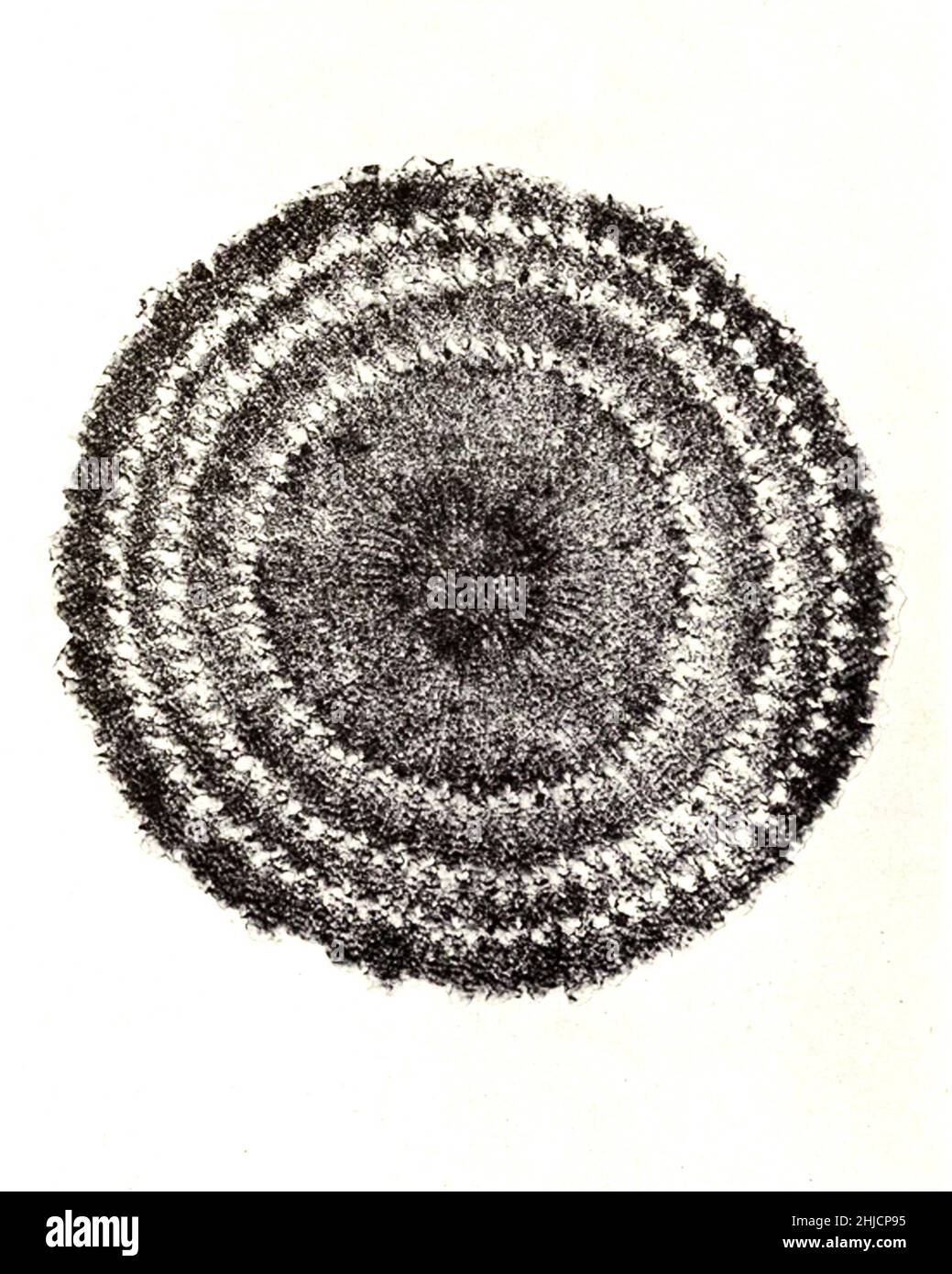 Sezione della colonna vertebrale dell'echino (riccio di mare). Ingrandimento: 60x. Fotomicrografia realizzata da Arthur e Smith nei primi anni del 1900, utilizzando un microscopio e una macchina fotografica combinati. Nel 1904, la Royal Society di Londra espone al pubblico una serie di fotomicrografie di Smith. Sono stati successivamente pubblicati nel 1909 in un libro intitolato 'natura attraverso microscopio & fotocamera.' Sono stati i primi esempi di fotomicroscopia che molti avevano mai visto. Foto Stock