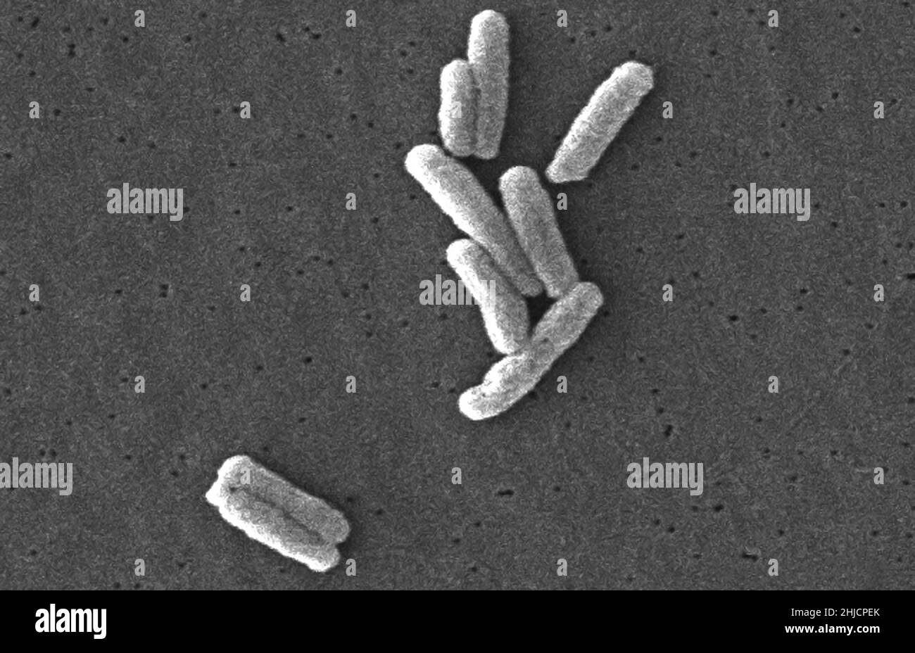 La micrografia elettronica a scansione (SEM) di un certo numero di batteri Gram-negativi della Legionella pneumophila, la causa della malattia di Legionnaires. Ingrandimento: 12.000x. Foto Stock