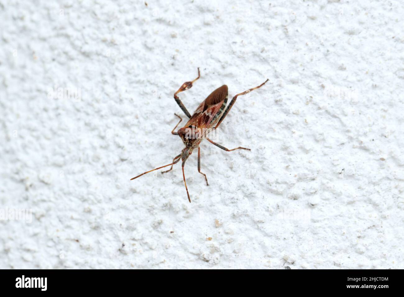 Western Conifer Seed Bug Coreoides Leatherbugs, Coreidae Leaf-Footed Bugs, Coreinae Anisoscelini Leptoglossus occidentalis Foto Stock