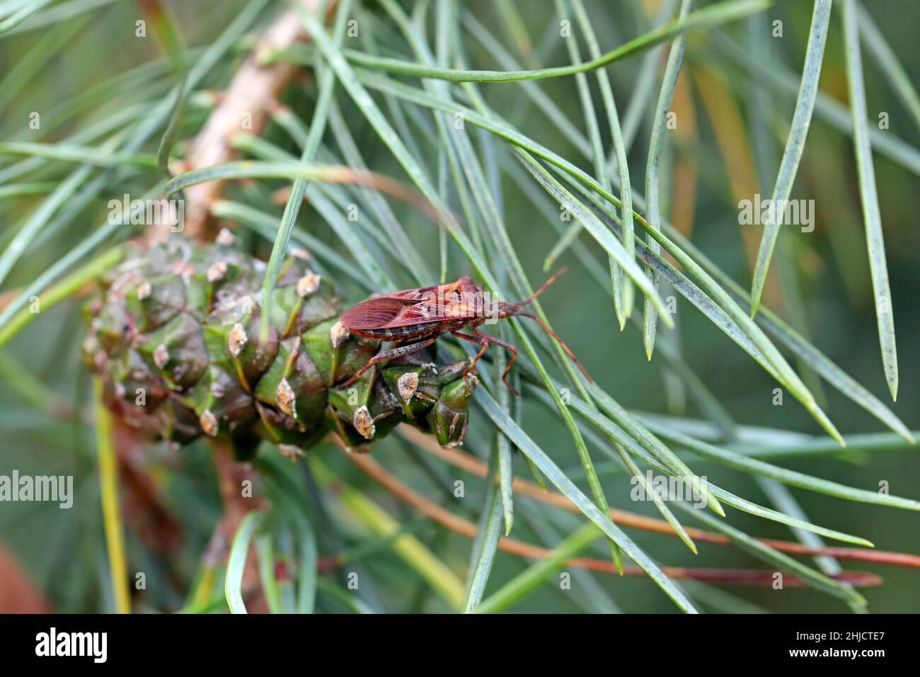 Western Conifer Seed Bug Coreoides Leatherbugs, Coreidae Leaf-Footed Bugs, Coreinae Anisoscelini Leptoglossus occidentalis Foto Stock