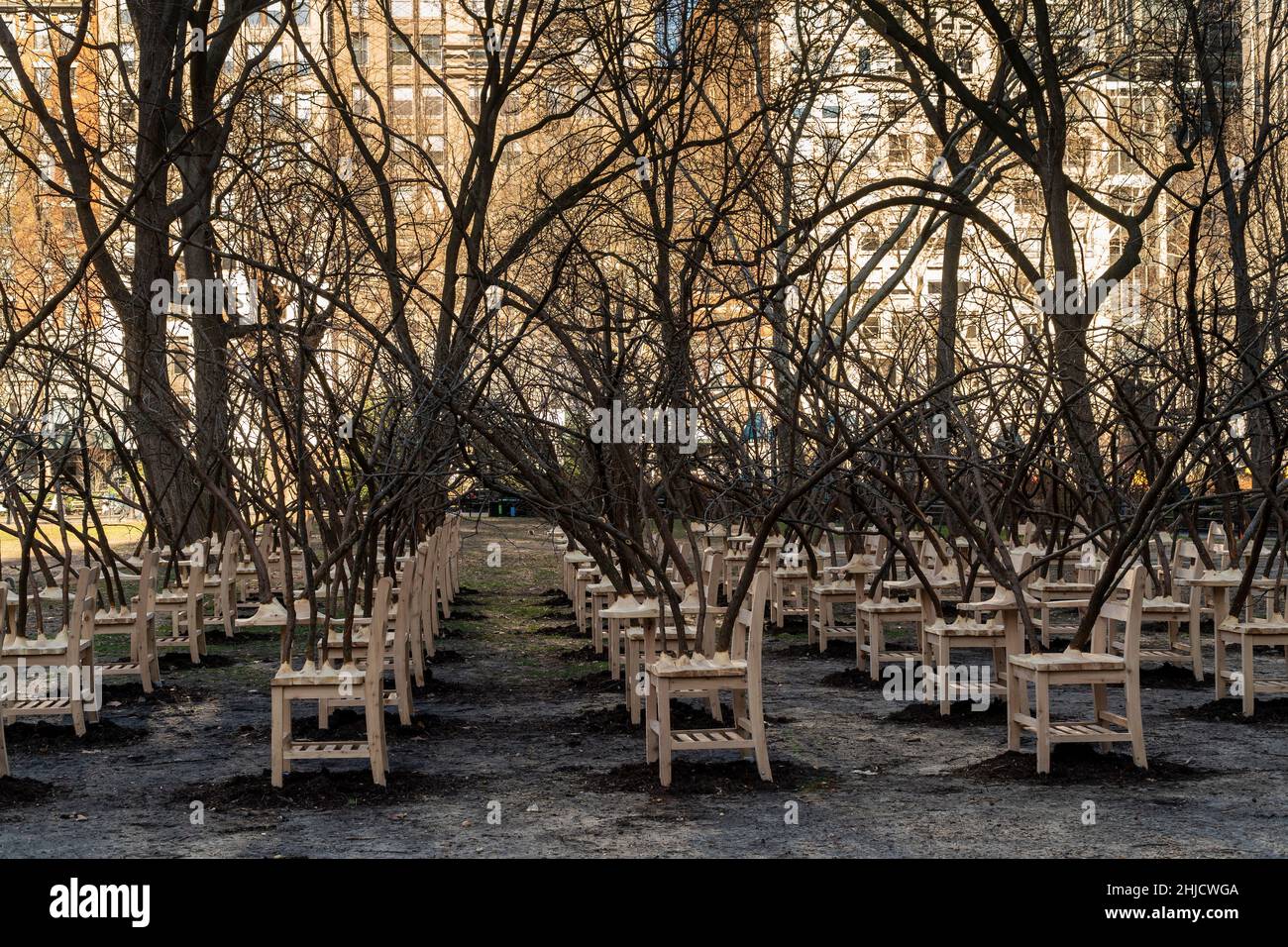 “BrierPatch” dell’artista Hugh Hayden è visto su un prato nel Madison Square Park di New York mercoledì 20 gennaio 2022. Cento banchi scuola con rami di albero emergenti sono costruiti in un modello a griglia che fa riferimento a una patch più brier, che è protettivo e pericoloso allo stesso tempo. Le opere d'arte pubbliche saranno in mostra fino al 24 aprile 2022. (© Richard B. Levine) Foto Stock