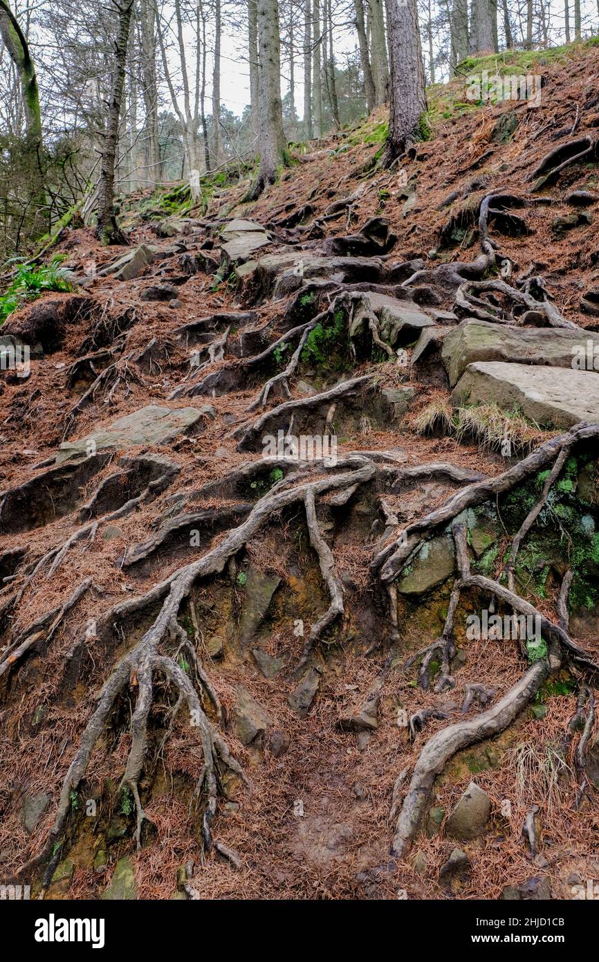 Le radici e gli alberi secolari segnano il percorso fino a Win Hill nel Peak District del Derbyshire Foto Stock
