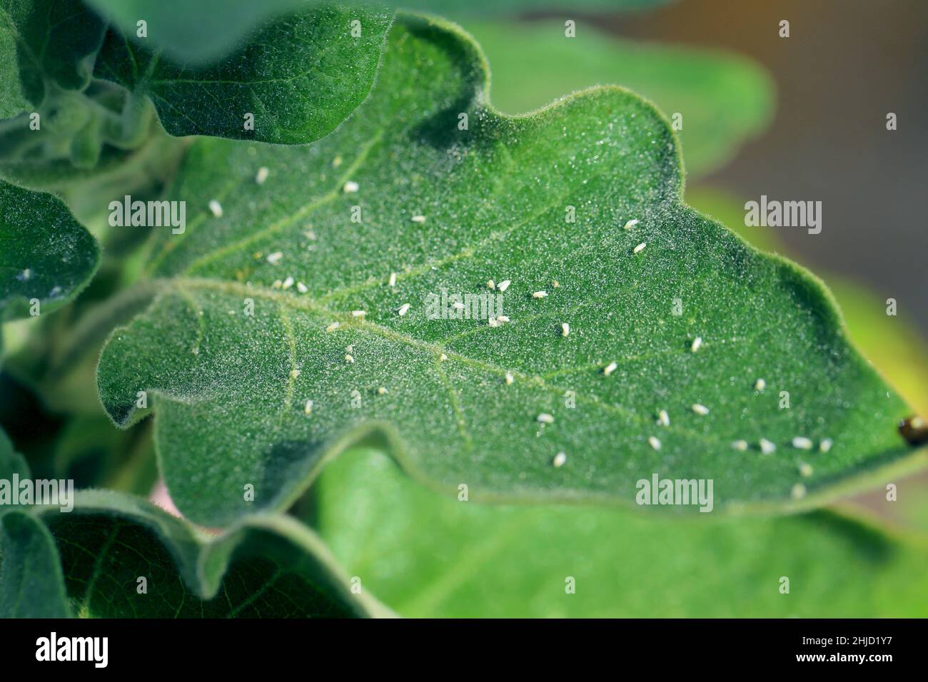 Foglia di argento bianca, Bemisia tabaci (Hemiptera: Aleyrodidae) ucciso da un insetticida fatto di oli naturali su una foglia. Foto Stock