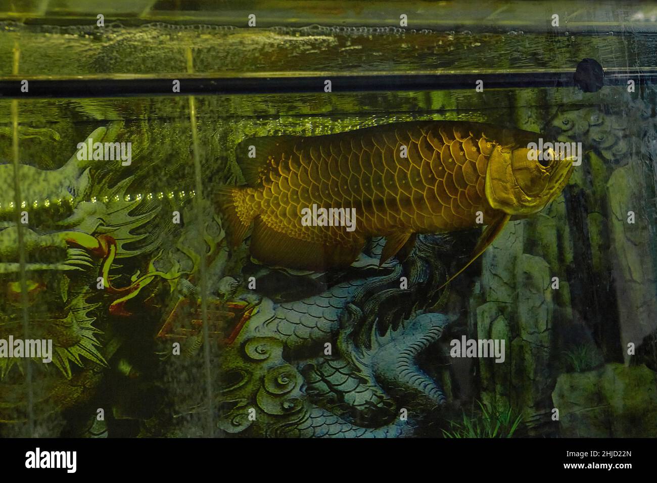 L'arowana asiatica (Scleropages formosus) in un grande acquario con drago di bellezza sullo sfondo. Dragonfish (arowana) è il simbolo della ricchezza in Feng Shui Foto Stock