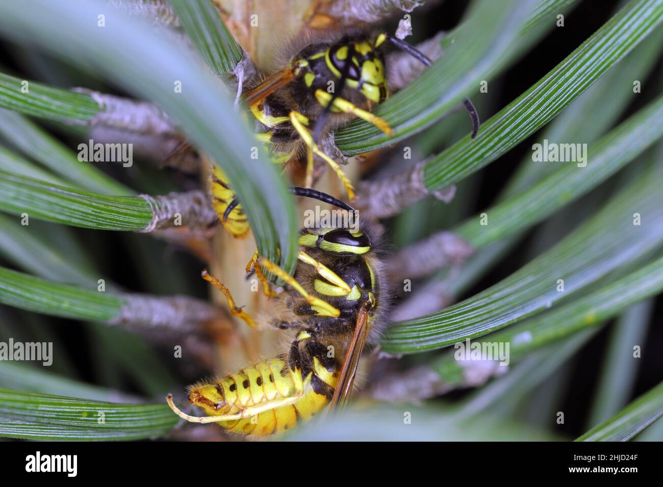 Giallino tedesco, vespa europea o vespa tedesca (lat. Vespula germanica), su un pino. Mangiare miele di rugiada prodotto da afidi. Foto Stock