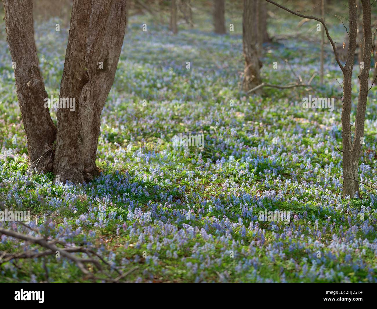 Fiori di foresta viola e rosa in una mattina di primavera Foto Stock