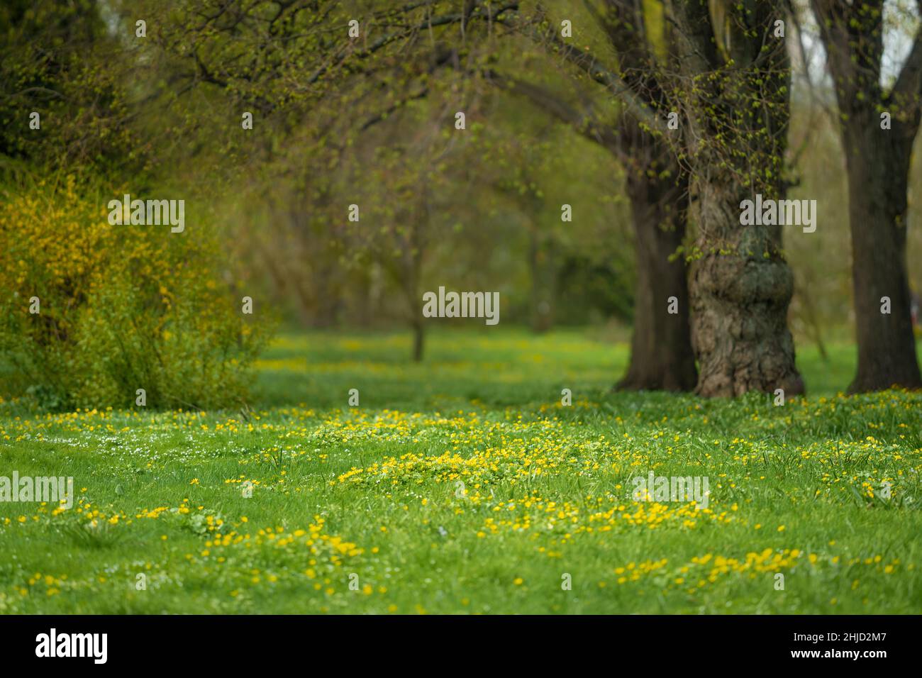 Foresta glade piena di fiori gialli primavera Foto Stock