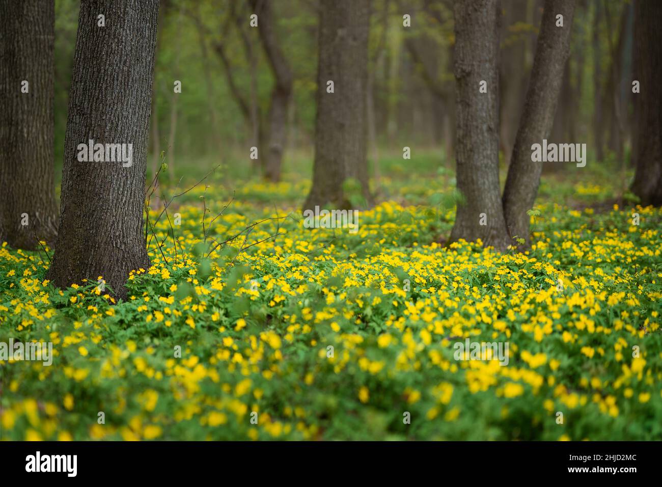 Foresta glade piena di fiori gialli primavera Foto Stock