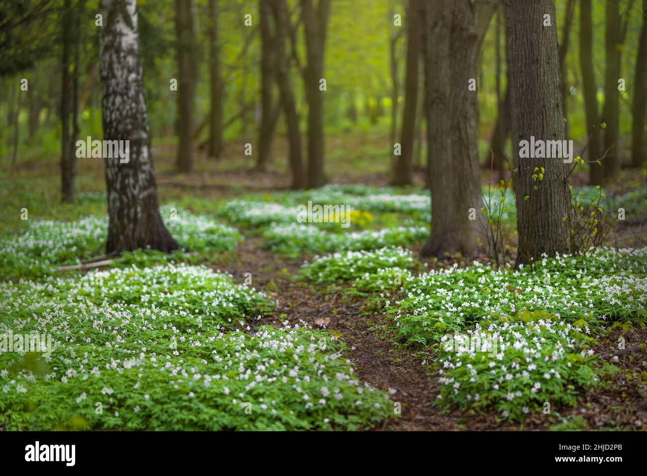 Foresta glade piena di fiori di primavera bianchi Foto Stock