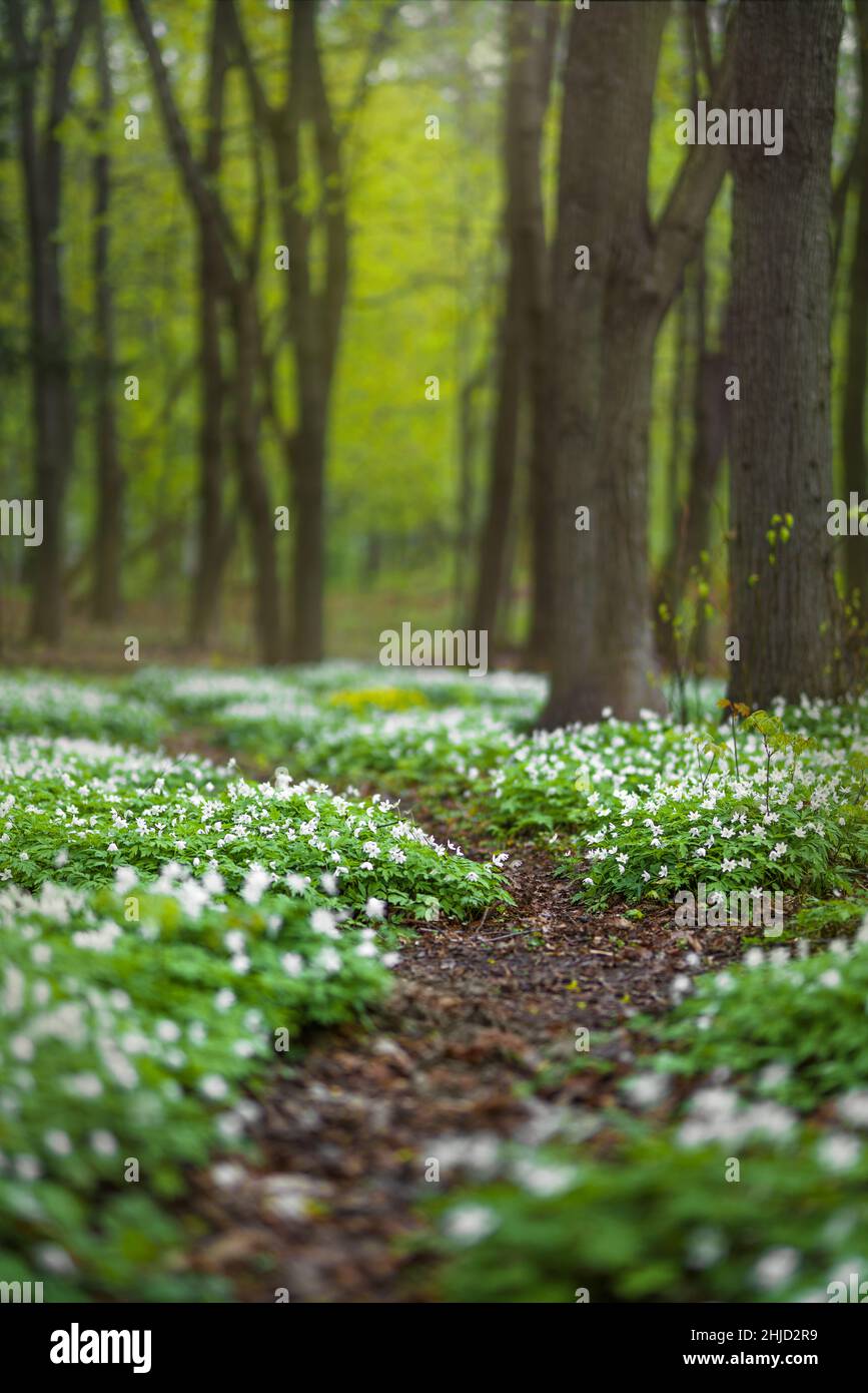 Foresta glade piena di fiori di primavera bianchi Foto Stock