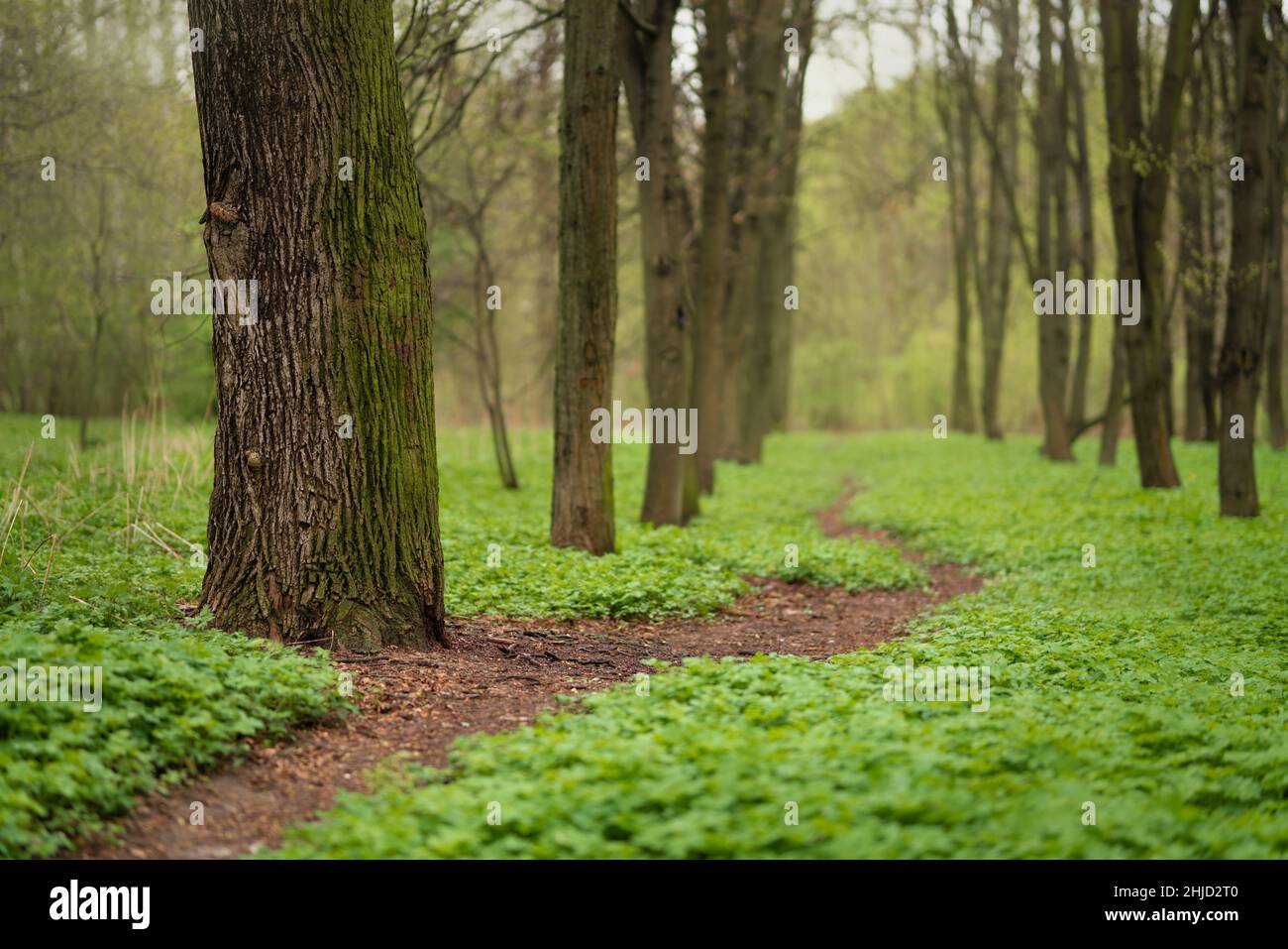 Percorso attraverso la foresta primaverile con verde fresco Foto Stock