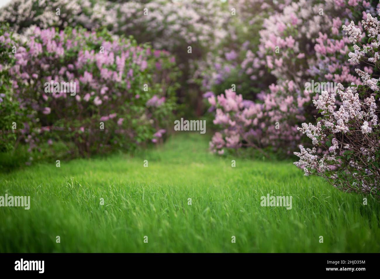 Prato verde primavera con alberi di lilla fioriti Foto Stock