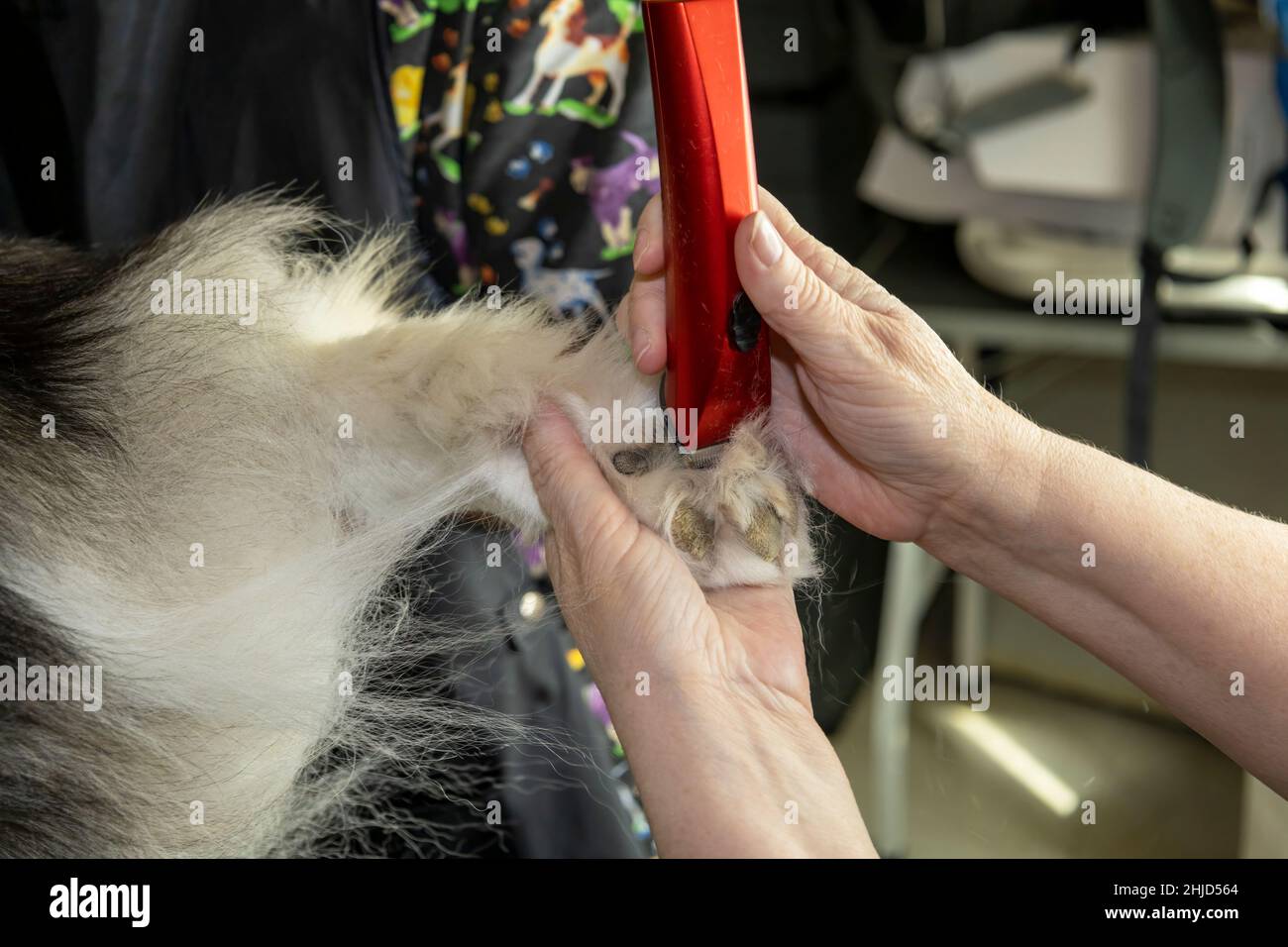 Un groomer usava dei trimmer per radersi tra le pezzette di una zampa di un Malamute dell'Alaska Foto Stock