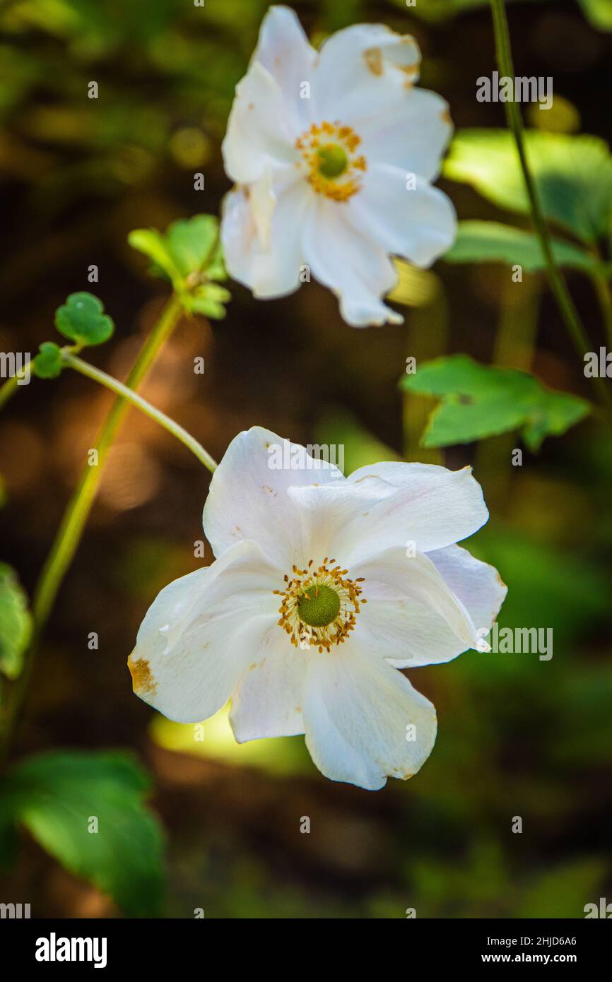 delicato fiore bianco anemone o fiore a vento in giardino boscoso Foto Stock